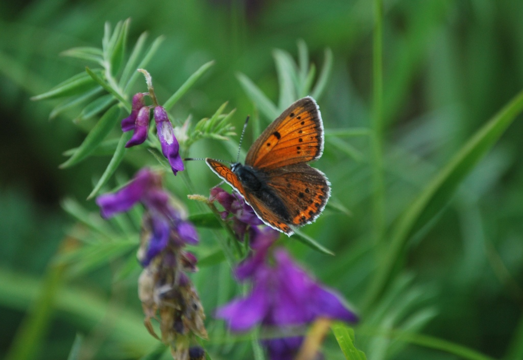 Lycaena alcyphron?